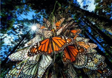 "CLEMENTONI puzle ""Monarch Butterfly"", 1000gab., 39732" 39732